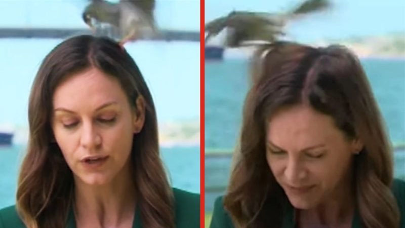 ‘I just took it’: Aussie journo powers through news report despite bird attacking her head
