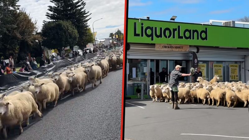 Te Kūiti sheep 'ram raid' local Liquorland during Great New Zealand muster