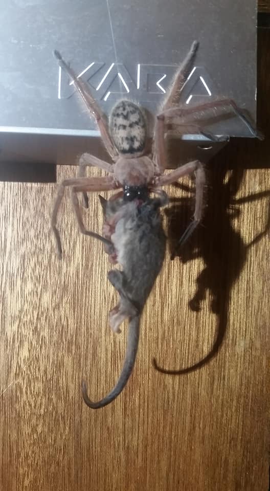 This massive Huntsman spider ate an entire bloody POSSUM