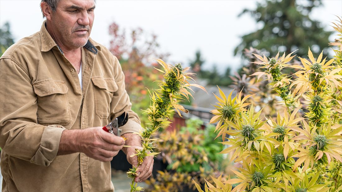 A farmer carefully inspects his marijuana plants