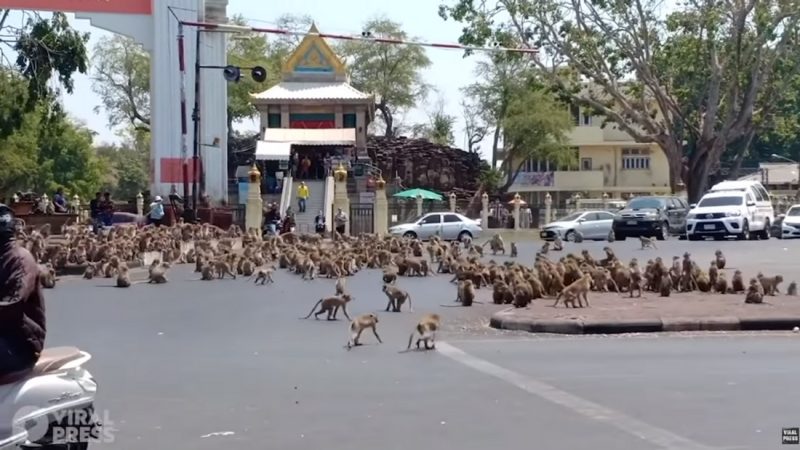 WATCH: Monkey's brawl in Thailand streets since nobody is feeding them due to COVID-19
