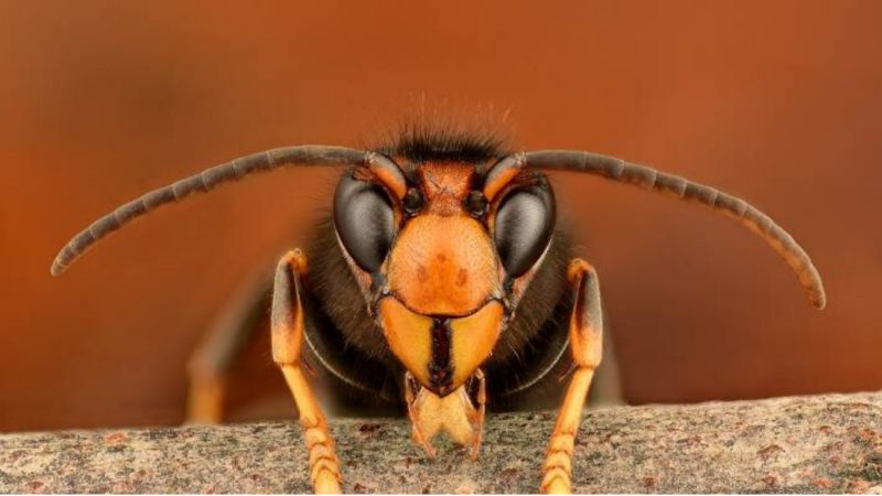 Giant 'murder hornets' that kill dozens of people a year spread to US and Canada