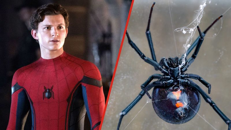 Three kids hospitalised after letting a black widow bite them to become Spider-Men