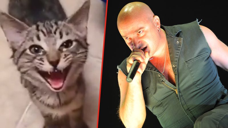 Because it's 2021, a cat meowing to Disturbed's 'Down With The Sickness' has gone viral