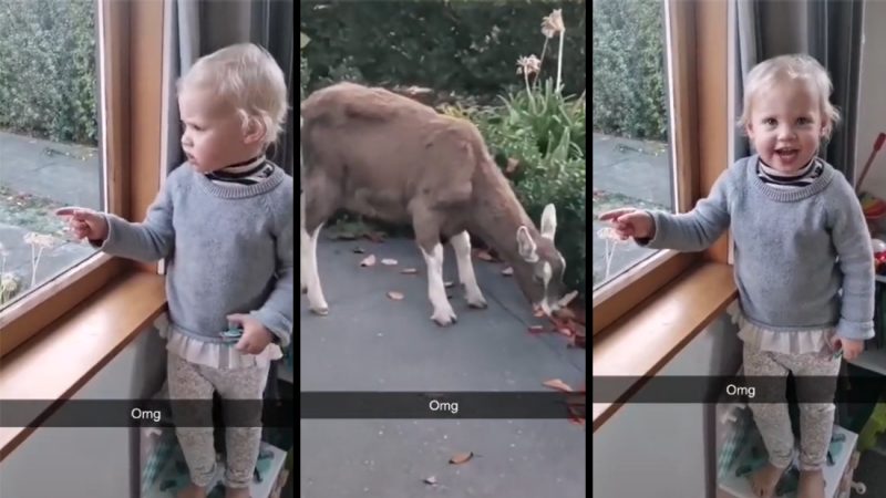 WATCH: Christchurch toddlers response to stray goat goes viral