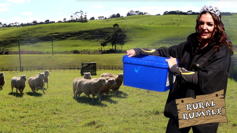 Rural Rumble: Marino Mel wrangles some sheep