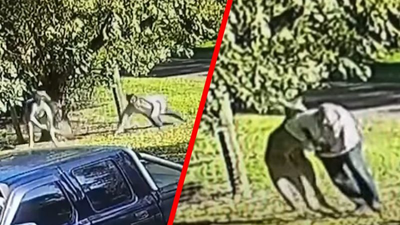 Aussie bloke gets into a scrap with a kangaroo and the rest of the world is losing it