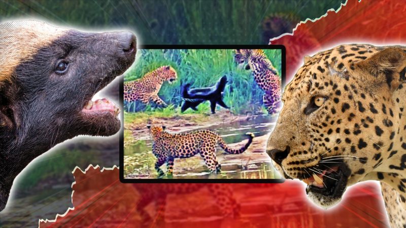 Honey Badger VS 3 leopards