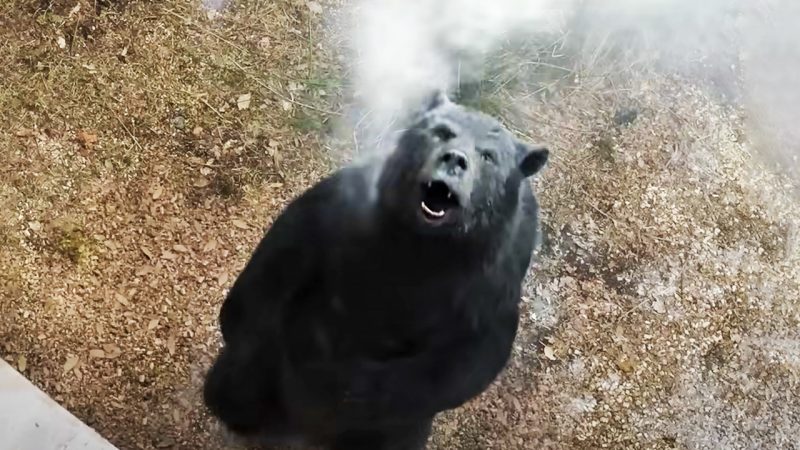 Trailer drops for ‘Cocaine Bear’ movie - a true story about a bear on a helluva lot of coke