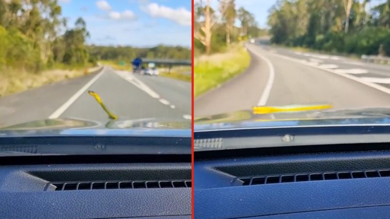 WATCH: Aussie battlers go viral after snake jumps out of bonnet on highway