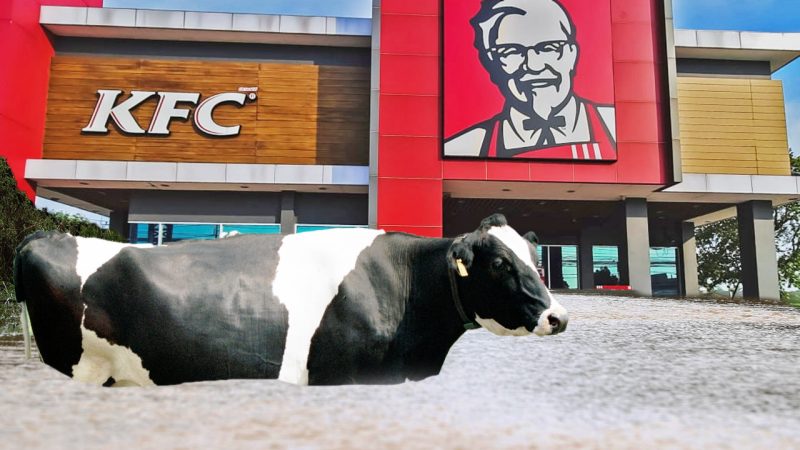 Cow in Te Puke ends up at KFC after being swept away by floodwater and chased through town