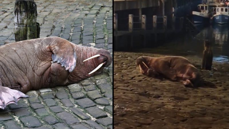 Fireworks display cancelled after walrus shows up and starts masturbating
