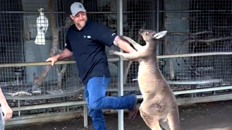 Us tourist fight Kangaroo