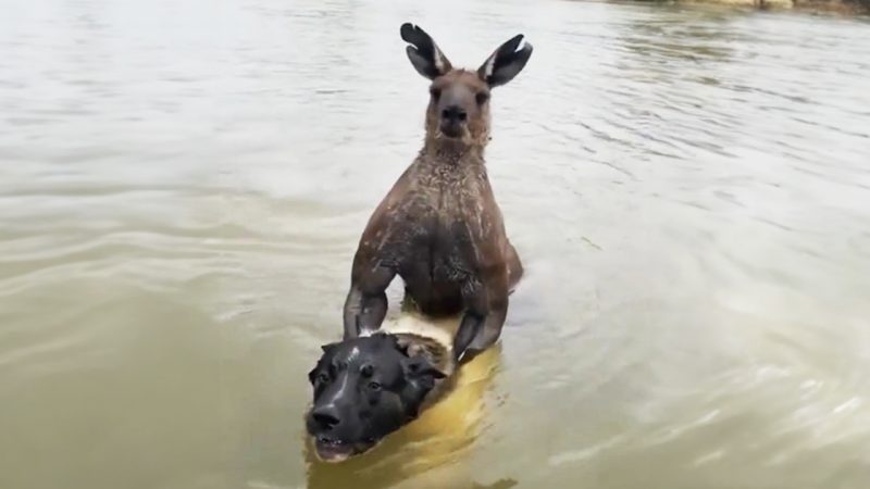 ‘Gonna punch your head in’: Aussie bloke scraps a 'jacked' kangaroo trying to drown his dog