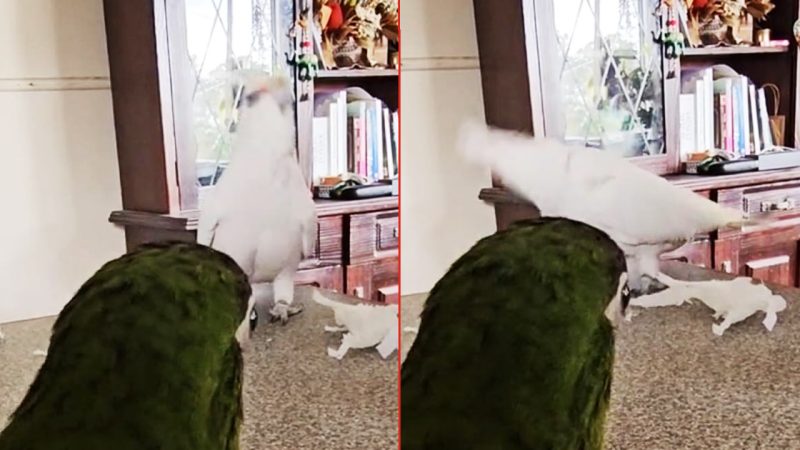 WATCH: Bird goes viral for teaching his parrot mate how to headbang to huge Disturbed track 