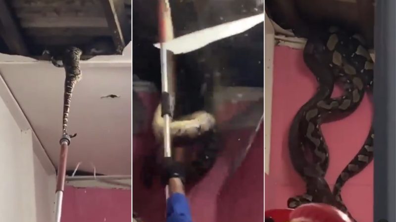 Watch the insane moment three giant snakes fall through family’s ceiling