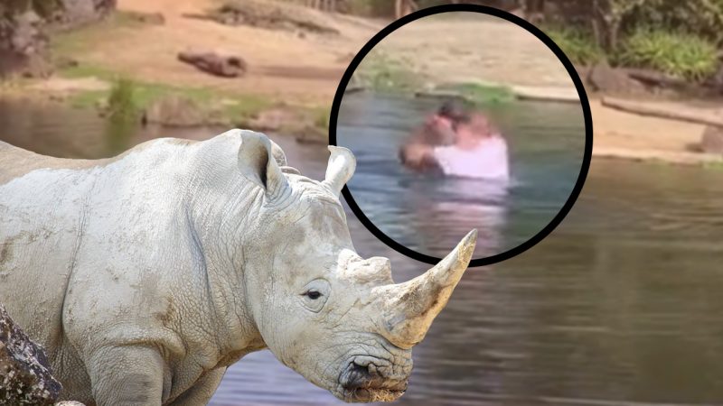 Mad dog caught swimming with rhinos at Auckland Zoo 'lucky to be alive' experts say