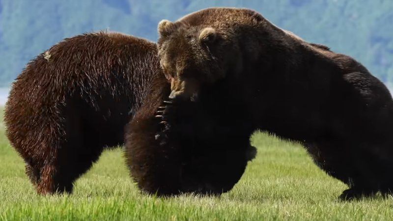 Watch this insane footage of two Alaskan grizzly bears in the longest bear fight ever recorded