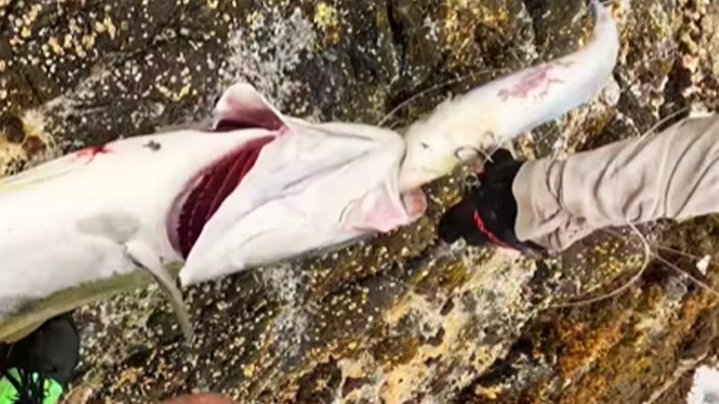 Bloke catches two massive, rare, prehistoric sawfish in one fishing trip